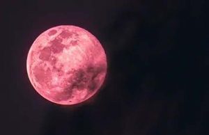 “핑크 문” 현상, 4월 1일 수요일 밤 관측