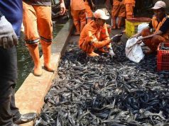 자카르타 주정부, 침입종 플레코 대량 포획 작전 실시