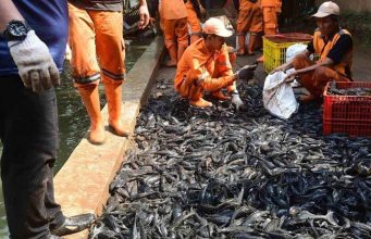 자카르타 주정부, 침입종 플레코 대량 포획 작전 실시