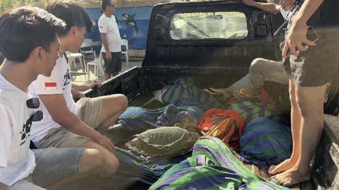밀수 압수 ‘녹색 바다거북’ 21마리 발리 바다로 방생… “보호종 불법 거래 엄단”