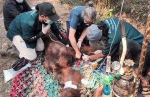 산불 연기 마시고 쓰러졌던 오랑우탄 ‘슴푸르나’ 끝내 폐사… 부검서 폐 울혈 확인